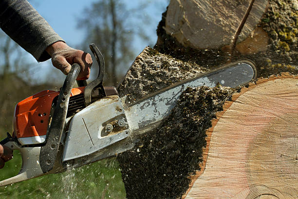 How Our Tree Care Process Works  in  West Pleasant View, CO